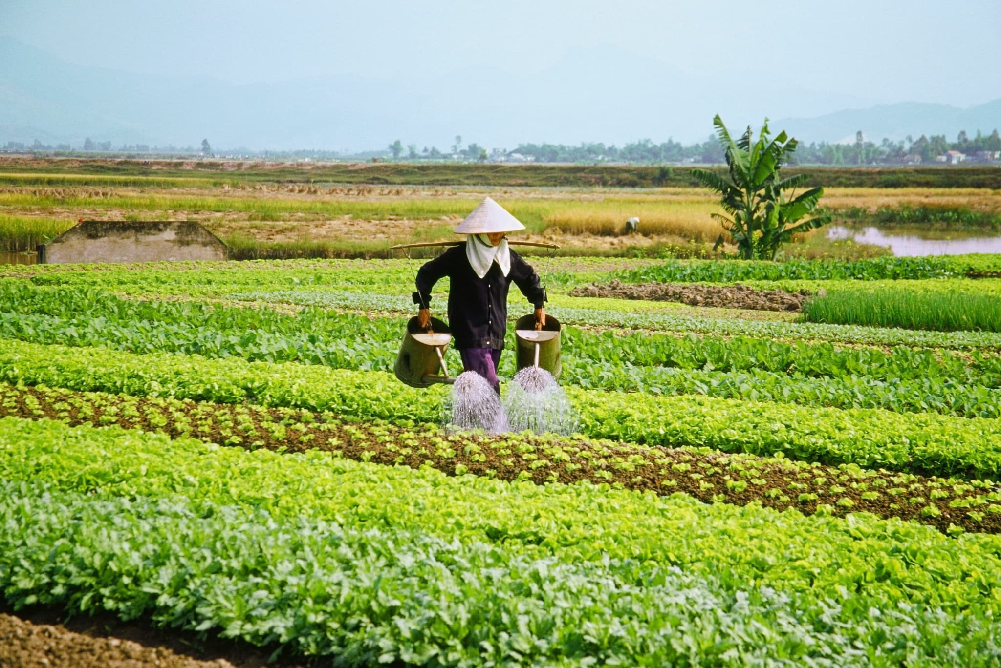 vietnam-farming-scaled.jpg